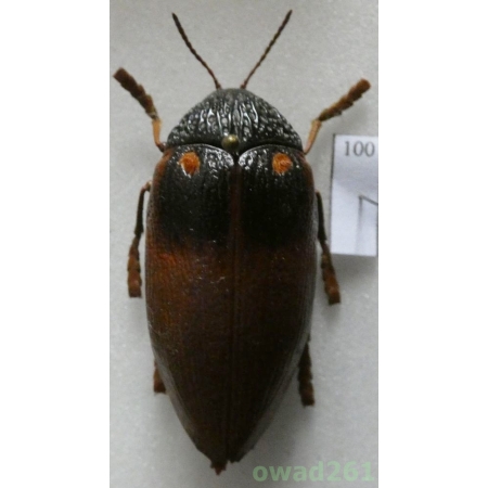 Sternocera castanea basinigra Müller, 1941 Etiopia 41mm100